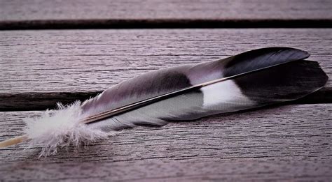 gray feather meaning|black and white feather meaning.